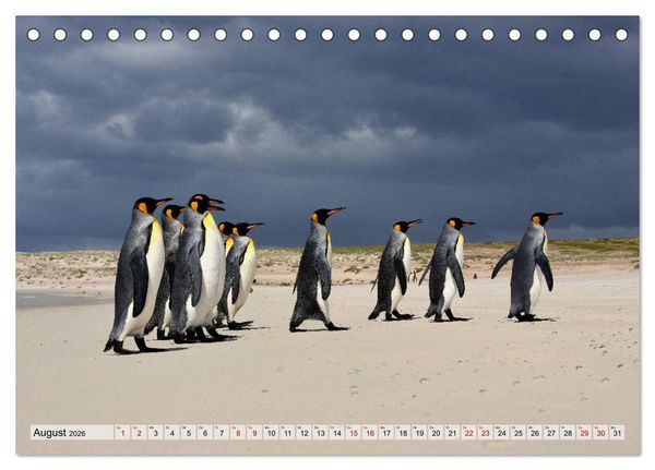 Produktbild: Pinguine der Falkland Inseln (Tischkalender 2026 DIN A5 quer), CALVENDO Monatskalender
