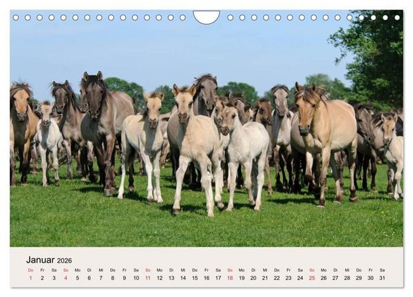 Produktbild: D&uuml;lmener Wildpferde (Wandkalender 2026 DIN A4 quer), CALVENDO Monatskalender