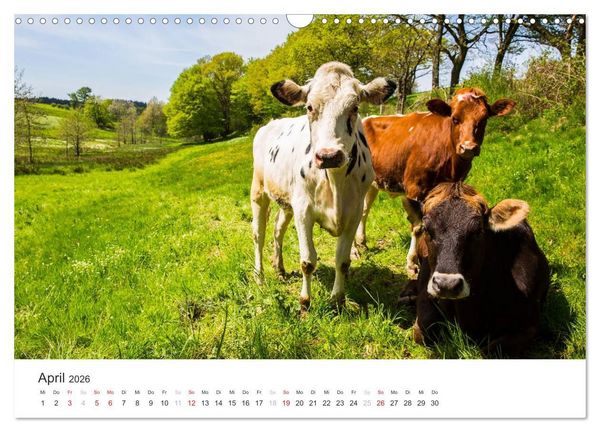 Produktbild: Blicke in die Eifel (Wandkalender 2026 DIN A3 quer), CALVENDO Monatskalender