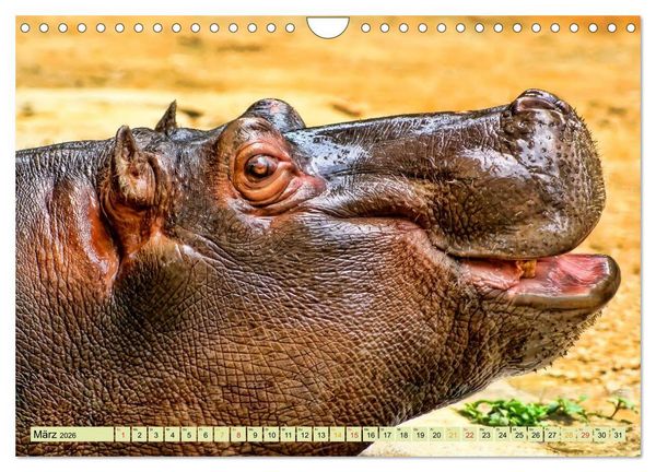 Produktbild: Flusspferde - gem&uuml;tlich gef&auml;hrlich (Wandkalender 2026 DIN A4 quer), CALVENDO Monatskalender