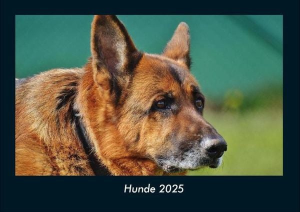 Hunde 2025 Fotokalender DIN A4