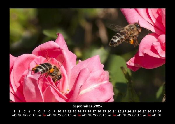 Produktbild: Rosen-Kalender 2025 Fotokalender DIN A3