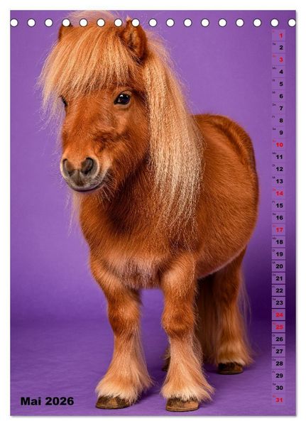 Produktbild: Das Leben ist ein Ponyhof - Zwergponys im Studiolicht (Tischkalender 2026 DIN A5 hoch), CALVENDO Monatskalender