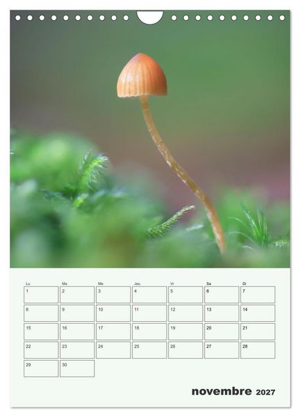 Produktbild: Champignons magiques - Beaut&eacute;s &eacute;ph&eacute;m&egrave;res (Calendrier mural 2027 DIN A4 horizontal), CALVENDO calendrier mensuel