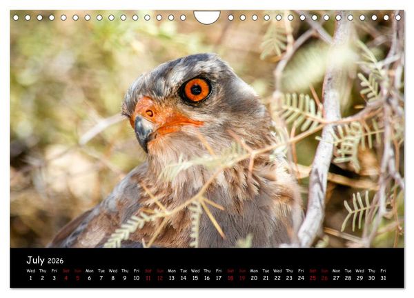 Produktbild: Birds of South Africa (Wall Calendar 2026 DIN A4 landscape), CALVENDO 12 Month Wall Calendar