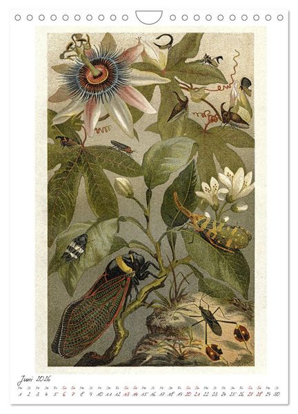 Produktbild: Formenspiele der Evolution. Chromolithographien des 19. Jahrhunderts (Wandkalender 2026 DIN A4 hoch), CALVENDO Monatskalender