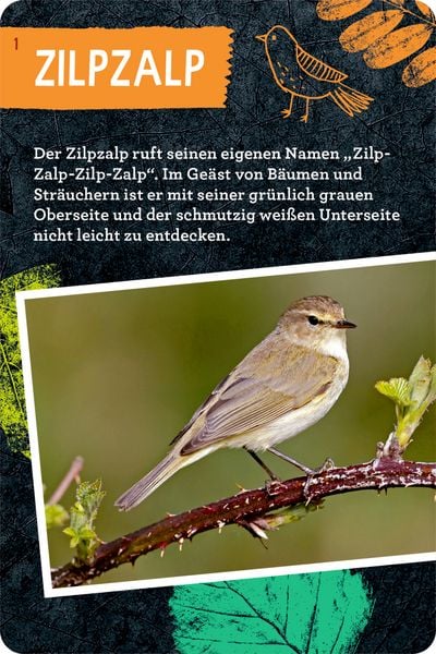 Produktbild: 50 V&ouml;gel bestimmen
