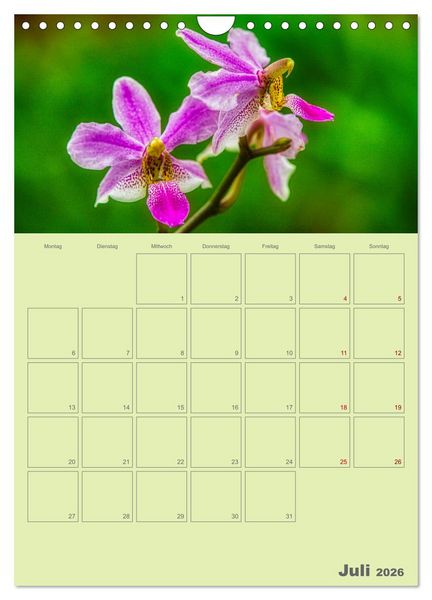 Produktbild: Nachtfalterorchideen in High Dynamic (Wandkalender 2026 DIN A4 hoch), CALVENDO Monatskalender