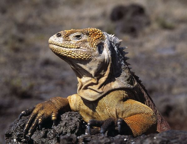 Produktbild: Galapagos mit David Attenborough [2 DVDs]