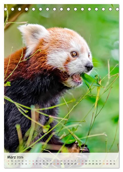 Produktbild: Roter Panda (Tischkalender 2026 DIN A5 hoch), CALVENDO Monatskalender