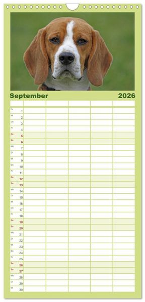Produktbild: Familienplaner 2026 - Beagle mit 5 Spalten (Wandkalender, 21 x 45 cm) CALVENDO