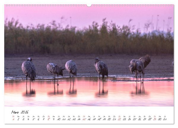 Produktbild: Kraniche am Schlafplatz - im Naturparadies der Mecklenburgischen Seenplatte (hochwertiger Premium Wandkalender 2026 DIN A2 quer), Kunstdruck in Hochglanz