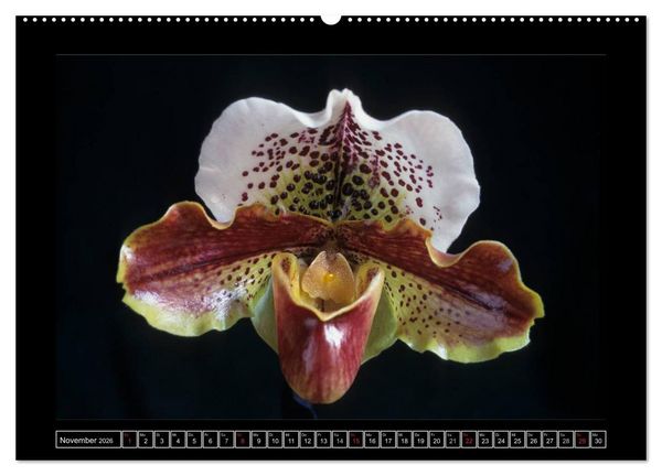 Produktbild: Orchideen 2026 (Wandkalender 2026 DIN A2 quer), CALVENDO Monatskalender