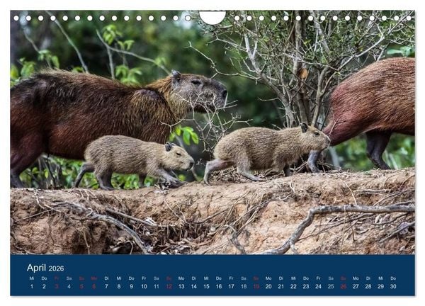 Produktbild: Brasilien tierisch gut 2026 (Wandkalender 2026 DIN A4 quer), CALVENDO Monatskalender