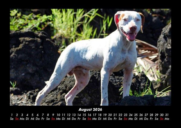 Produktbild: Hunde 2026 Fotokalender DIN A3
