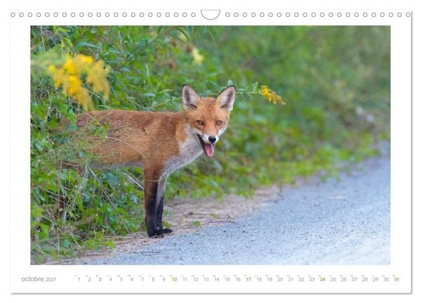 Produktbild: Un an avec le renard roux (Calendrier mural 2027 DIN A3 vertical), CALVENDO calendrier mensuel