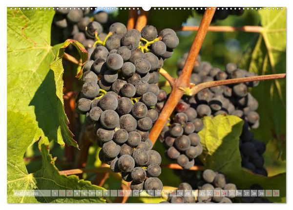 Produktbild: Wein- und Rebsorten aus Rheinland-Pfalz (hochwertiger Premium Wandkalender 2025 DIN A2 quer), Kunstdruck in Hochglanz