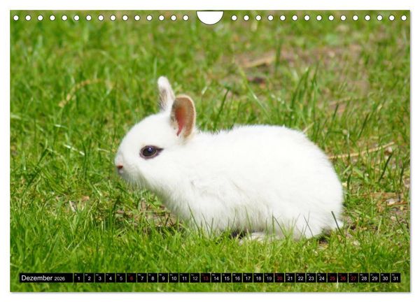 Produktbild: Liebenswerte Zwergkaninchen (Wandkalender 2026 DIN A4 quer), CALVENDO Monatskalender