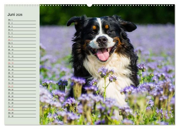 Produktbild: Berner Sennenhunde in Action (hochwertiger Premium Wandkalender 2026 DIN A2 quer), Kunstdruck in Hochglanz