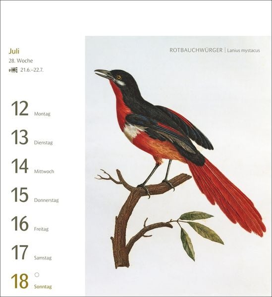 Produktbild: V&ouml;gel Postkartenkalender 2027 - Postkartenkalender mit 53 historischen Zeichnungen