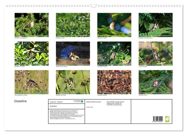 Produktbild: Distelfink (Wandkalender 2026 DIN A2 quer), CALVENDO Monatskalender