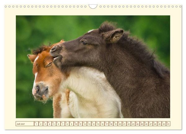 Produktbild: Fohlen, gl&uuml;cklich in der Herde (Wandkalender 2027 DIN A3 quer), CALVENDO Monatskalender