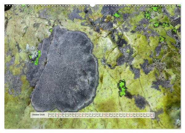 Produktbild: organische Strukturen Abstrakte Formen der Natur (Wandkalender 2026 DIN A2 quer), CALVENDO Monatskalender