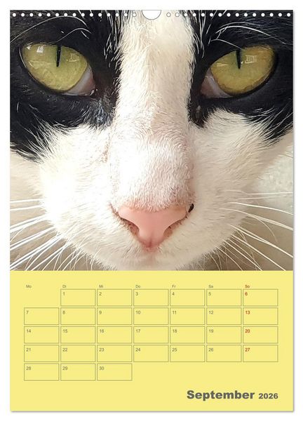 Produktbild: Cat Faces - Charakterstarke Katzengesichter ganz nah (Wandkalender 2026 DIN A3 hoch), CALVENDO Monatskalender