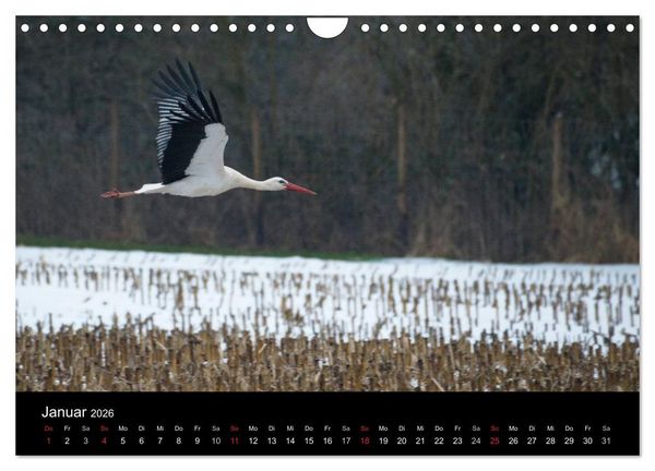 Produktbild: Ein Jahr bei den St&ouml;rchen (Wandkalender 2026 DIN A4 quer), CALVENDO Monatskalender