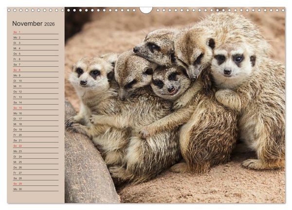 Produktbild: Erdm&auml;nnchen (Wandkalender 2026 DIN A3 quer), CALVENDO Monatskalender