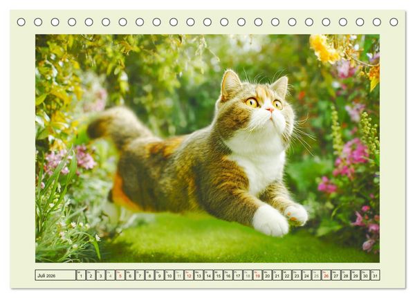 Produktbild: British Shorthair. Sanfte W&uuml;rde und Katzengl&uuml;ck im Gr&uuml;nen (Tischkalender 2026 DIN A5 quer), CALVENDO Monatskalender