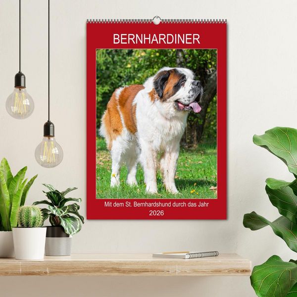 Produktbild: Bernhardiner - Mit dem St. Bernhardshund durch das Jahr (Wandkalender 2026 DIN A2 hoch), CALVENDO Monatskalender