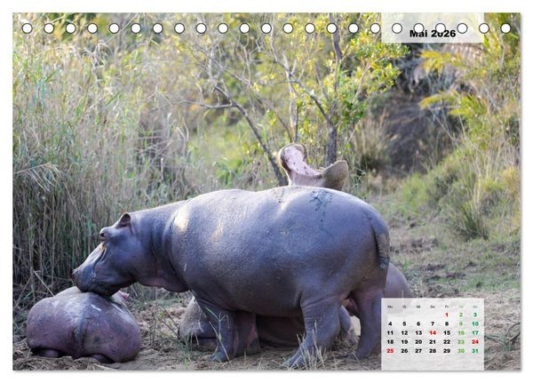 Produktbild: Nilpferde, Kolosse im Wasser (Tischkalender 2026 DIN A5 quer), CALVENDO Monatskalender
