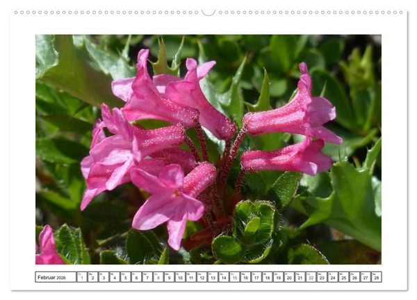 Produktbild: Alpenblumen. Bunte Welt in luftiger H&ouml;he (Wandkalender 2026 DIN A2 quer), CALVENDO Monatskalender