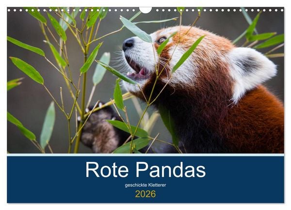 Produktbild: Rote Pandas - geschickte Kletterer (Wandkalender 2026 DIN A3 quer), CALVENDO Monatskalender