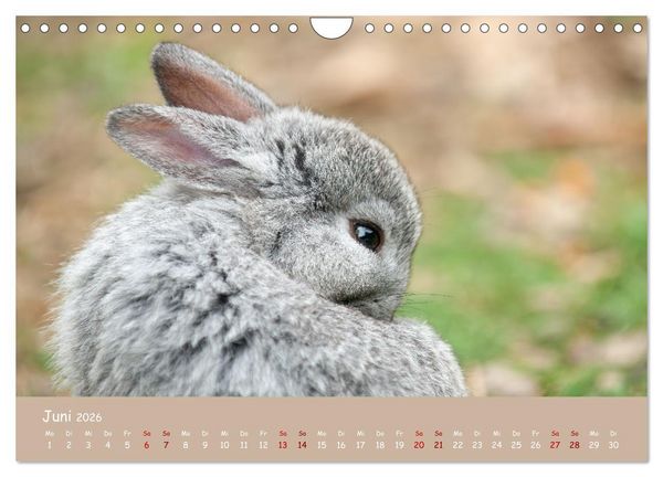 Produktbild: Flauschige Fellkn&auml;uel (Wandkalender 2026 DIN A4 quer), CALVENDO Monatskalender