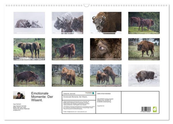 Produktbild: Emotionale Momente: Der Wisent. (Wandkalender 2026 DIN A2 quer), CALVENDO Monatskalender