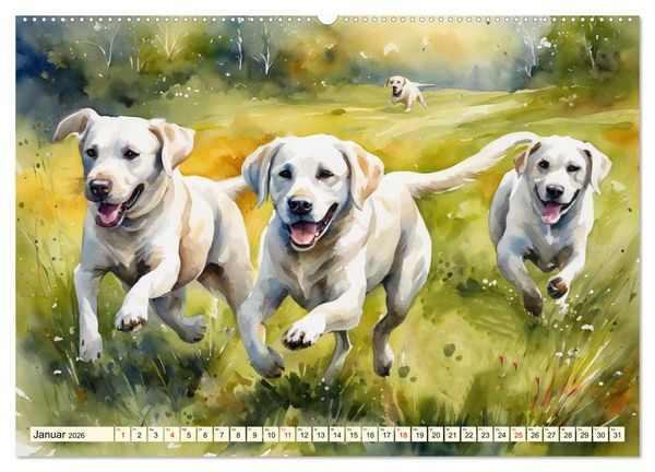 Produktbild: Voller Kraft und Energie - Labrador-Retriever (Wandkalender 2026 DIN A2 quer), CALVENDO Monatskalender
