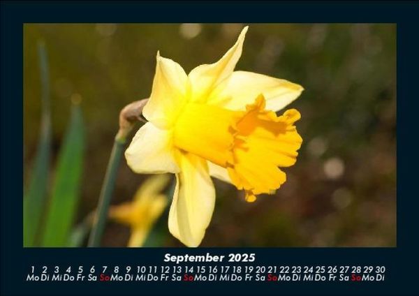 Produktbild: Blumenträume 2025 Fotokalender DIN A5