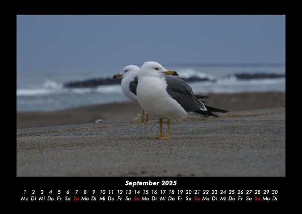 Produktbild: M&ouml;wen 2025 Fotokalender DIN A3