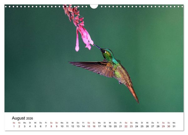 Produktbild: Kolibris - Flugk&uuml;nstler im Regenwald (Wandkalender 2026 DIN A3 quer), CALVENDO Monatskalender