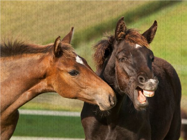 Produktbild: CALVENDO Puzzle Rheinl&auml;nder Warmblut Fohlen 1000 Teile Lege-Gr&ouml;&szlig;e 64 x 48 cm Foto-Puzzle Bild von Meike B&ouml;lts