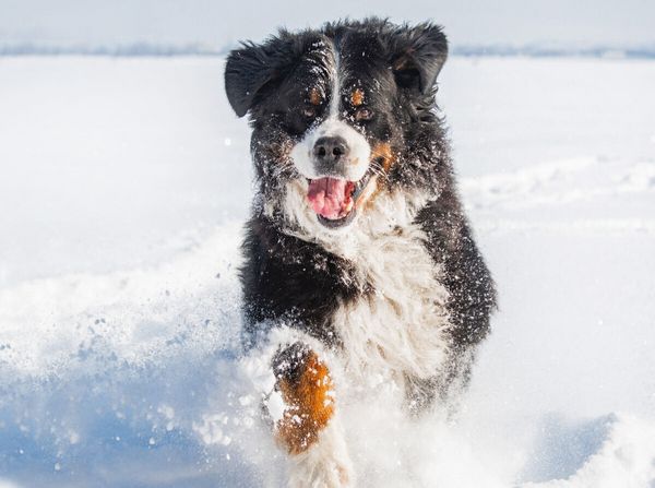 Produktbild: CALVENDO Puzzle Berner Sennenhund in seinem Element | 2000 Teile Lege-Gr&ouml;&szlig;e 90x67cm Foto-Puzzle f&uuml;r gl&uuml;ckliche Stunden