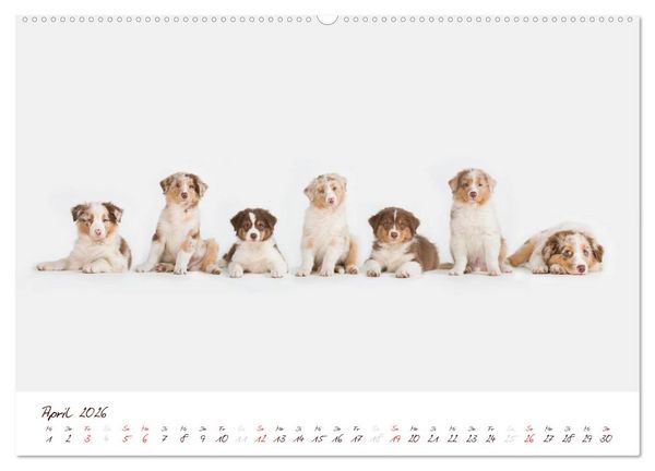 Produktbild: Wunderbare Australian Shepherds (hochwertiger Premium Wandkalender 2026 DIN A2 quer), Kunstdruck in Hochglanz