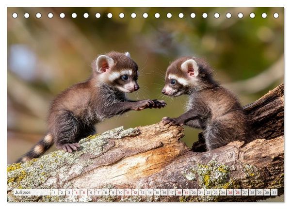 Produktbild: TIERKINDER Abenteuer Wildnis (Tischkalender 2026 DIN A5 quer), CALVENDO Monatskalender