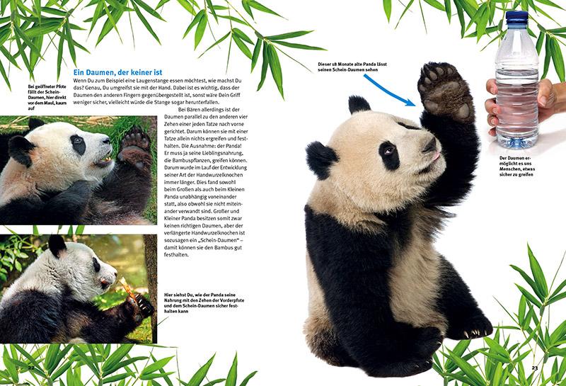 Produktbild: Entdecke die Pandas