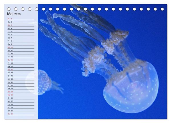 Produktbild: Quallen. Die Welt der Medusen (Tischkalender 2026 DIN A5 quer), CALVENDO Monatskalender