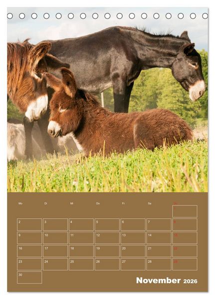 Produktbild: Entz&uuml;ckende Esel - Charmant und liebenswert (Tischkalender 2026 DIN A5 hoch), CALVENDO Monatskalender