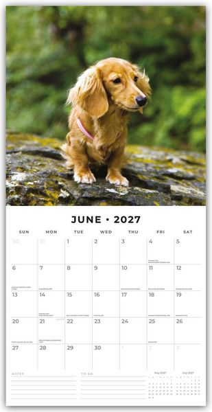 Produktbild: Long-Haired Dachshunds &ndash; Langhaardackel 2027 &ndash; 16-Monatskalender