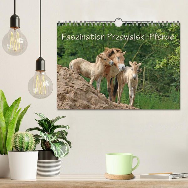 Produktbild: Faszination Przewalski-Pferde (Wandkalender 2026 DIN A4 quer), CALVENDO Monatskalender